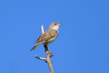 Bir ağacın tepesinde oturan sıradan bir Whitethroat, yazın güneşli bir gün, mavi gökyüzü (Avusturya))