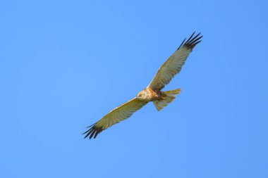 Mavi gökyüzünde bir Batılı Bataklık Harrier, yazın güneşli bir gün (Avusturya)