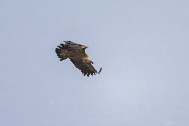 Bir griffon akbabası (Gyps fulvus) gri gökyüzünün önünde uçuyor, baharda bulutlu bir gün, Cres (Hırvatistan))