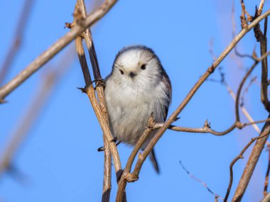 A long tailed tit (Aegithalos caudatus) sitting on a small twig, sunny day in winter, blue sky (Austria)