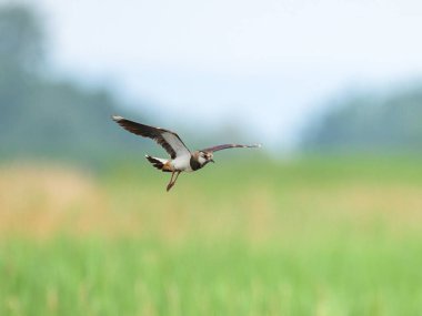 Kuzey kanadı bir çayır üzerinde uçuyor ve iniyor, baharda bulutlu bir gün (Avusturya))