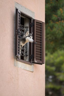 Cres, Hırvatistan - 31 Mart 2024: Birinci katta pencereden dışarı bakan sevimli bir köpek