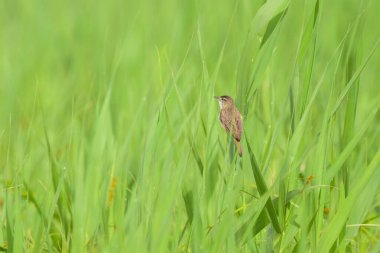 Sedge Warbler bir bitkinin üzerinde oturuyor, yazın bulutlu bir gün.
