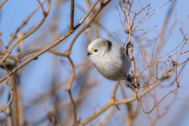 A long tailed tit (Aegithalos caudatus) sitting on a small twig, sunny day in winter, blue sky (Austria)