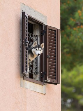 Cres, Hırvatistan - 31 Mart 2024: Birinci katta pencereden dışarı bakan sevimli bir köpek