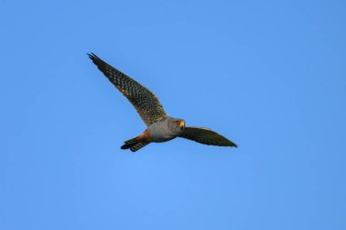 Uçan kırmızı ayaklı bir erkek şahin, yazın güneşli bir gün, mavi gökyüzü