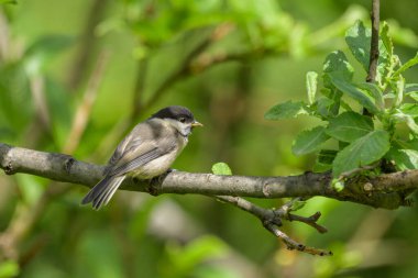 A Willow Tit sitting on a small branch, sunny day in summer, Austria