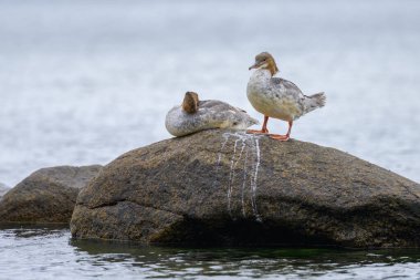 Denizde bir kayanın üzerinde dinlenen iki sıradan merganser, yazın bulutlu bir gün, Almanya
