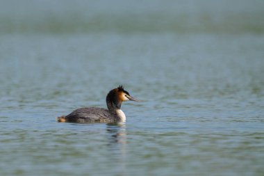 Avusturya 'da güneşli bir günde, gölde yüzen büyük bir ibiğin portresi.