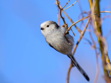 A long tailed tit (Aegithalos caudatus) sitting on a small twig, sunny day in winter, blue sky (Austria)
