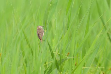 Sedge Warbler bir bitkinin üzerinde oturuyor, yazın bulutlu bir gün.