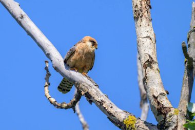 Kırmızı ayaklı bir dişi ağaçta oturuyor, yazın güneşli bir gün, mavi gökyüzü.