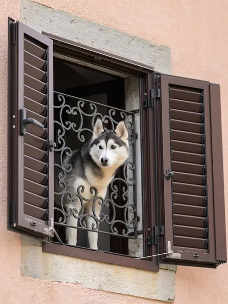 Cres, Hırvatistan - 31 Mart 2024: Birinci katta pencereden dışarı bakan sevimli bir köpek