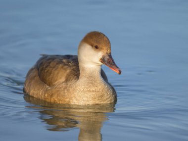 Dişi kırmızı bir ibikli Pochard, baharda güneşli bir sabah, Avusturya 'da suda yüzüyor.