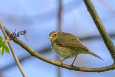 Ağaçta oturan sıradan bir Chiffchaff, ilkbaharda güneşli bir gün, mavi gökyüzü, Yukarı Avusturya