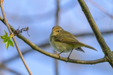 Ağaçta oturan sıradan bir Chiffchaff, ilkbaharda güneşli bir gün, mavi gökyüzü, Yukarı Avusturya