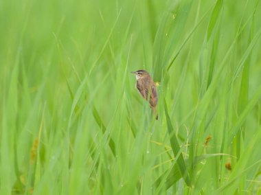Sedge Warbler bir bitkinin üzerinde oturuyor, yazın bulutlu bir gün.
