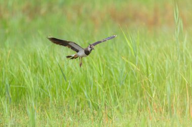 Kuzey kanadı bir çayır üzerinde uçuyor ve iniyor, baharda bulutlu bir gün (Avusturya))