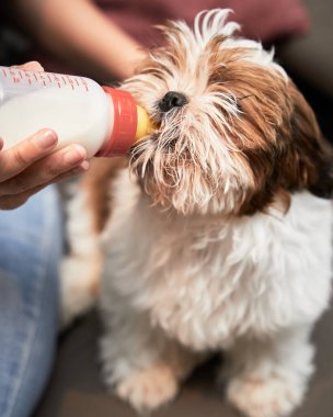 Cute little dog eating milk through a bottle held by a woman's hands