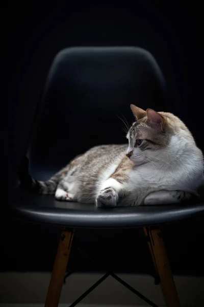 Cute white striped male cat laying on a black chair with dramatic light