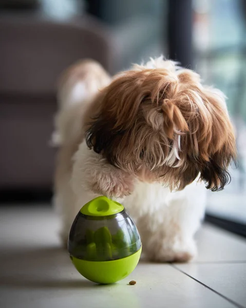 Cute little dog playing with a food dispenser toy in an apartment