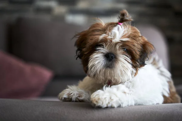 cute little puppy dog laying on a sofa