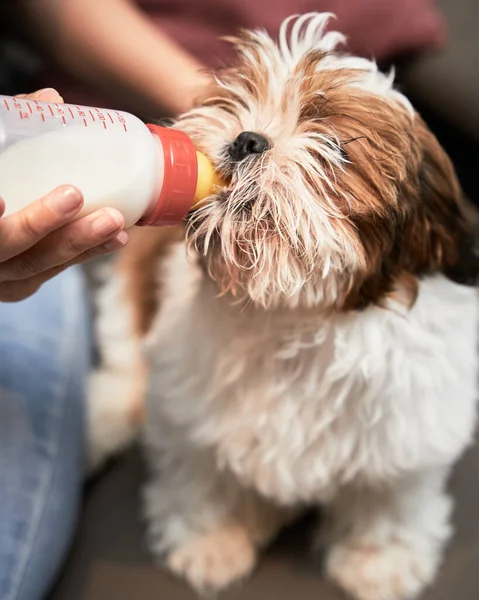 Cute little dog eating milk through a bottle held by a woman's hands