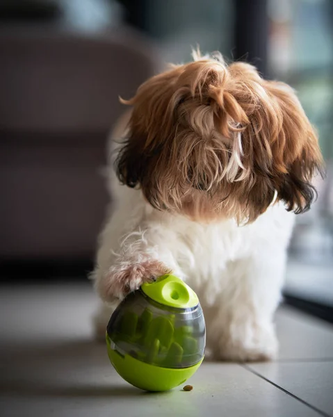 Cute little dog playing with a food dispenser toy in an apartment