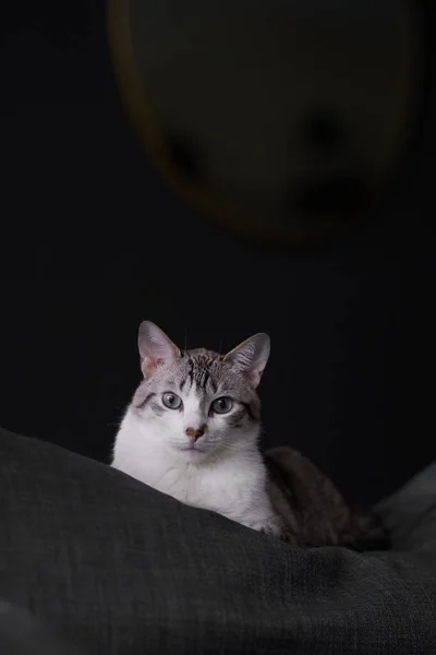 Portrait of a cute white striped male cat sitting on a gray sofa with dramatic light