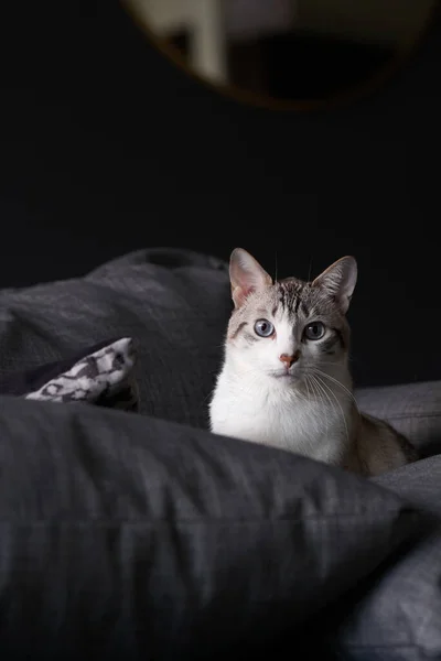 Portrait of a cute white striped male cat sitting on a gray sofa with dramatic light