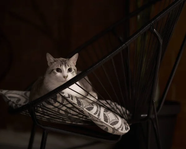 Cute white striped male cat laying on a black chair with dramatic light