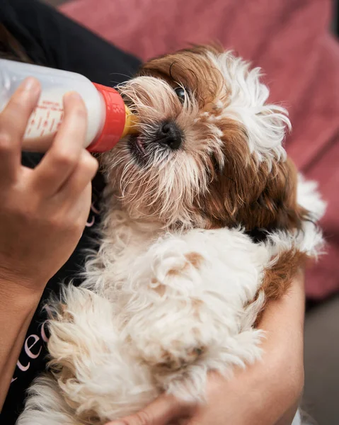 Cute little dog eating milk through a bottle held by a woman\'s hands