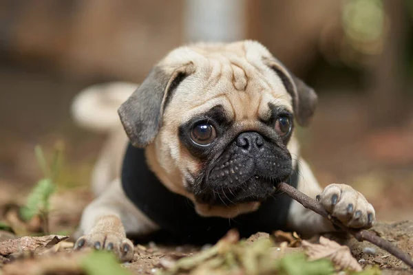 Cute little dog playing with a stick of wood in the wilds