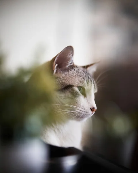 Portrait of a cute white striped male cat with some plants at the foreground