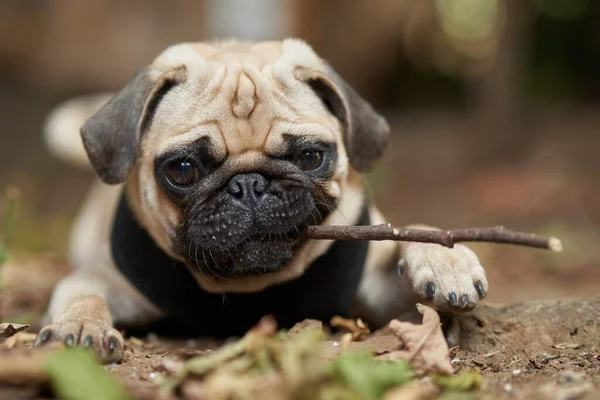 Cute little dog playing with a stick of wood in the wilds
