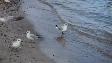 Live action close-up video of seagulls moving on the sand on the Black Sea coast near water