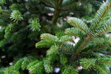 Close-up photo of the green needles on the branches of a coniferous tree under bright sunlight