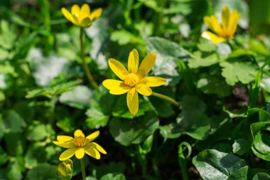 Arka planda bir sürü yeşil yapraklı sarı çiçeklerin fotoğrafını çek.