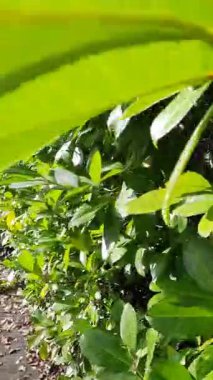 Çalılar boyunca yeşil yapraklar arasında hareketin dikey videosu