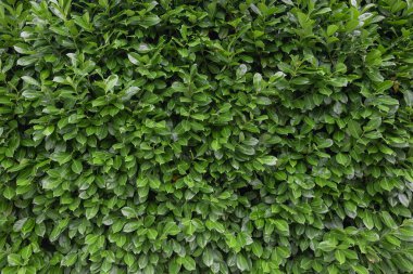 Bir sürü yeşil yapraktan oluşan bir duvarın fotoğrafı. Arka plan kadar harika.