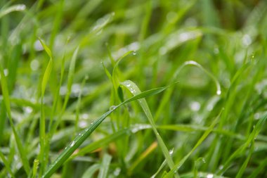 Yeşil çimlerin yağmurdan sonra damlayan suyla yakın plan fotoğrafı, bir çimen yaprağına odaklanmış. Yan görüş. Çimlerin geri kalanı bulanık.