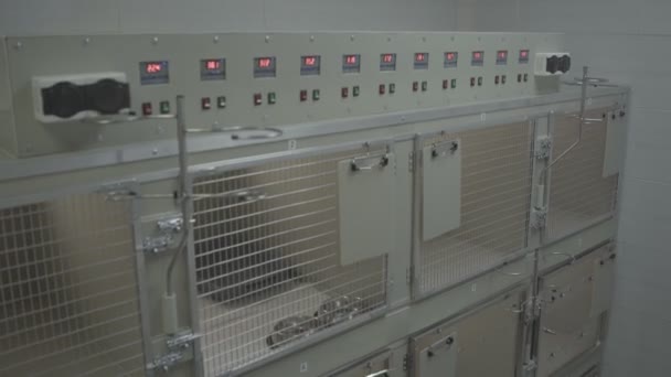 Veterinary Clinic Animal Hospital Animal Cages Close — Stock Video