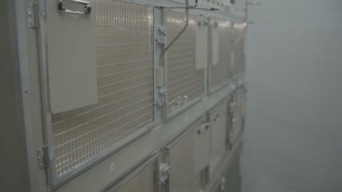 Modern veteriner kliniği. Hayvan koğuşu. Hayvan kafesleri. Hayvanlarla ilgilenmek. Hayvan bakımı. Yakın çekim.