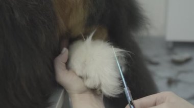 Tımarcı. Profesyonel tımarcı köpeğin patisini kesiyor. Büyük köpek. Yakın çekim.