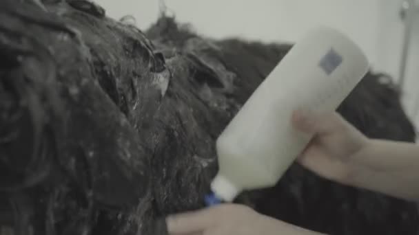 Грумер Вымывает Животное Груминг Услуги Животных Большая Собака Крупный План — стоковое видео