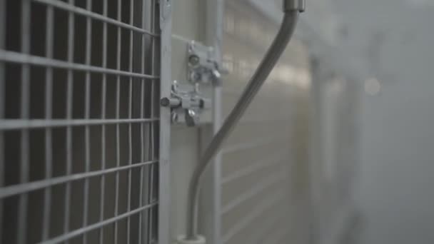 Περίφραξη Ζώων Σύγχρονη Κτηνιατρική Κλινική Υπάλληλος Κλείνει Κλουβιά Υγεία Των — Αρχείο Βίντεο