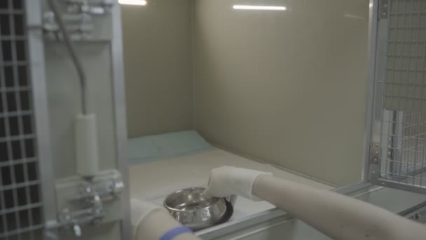 Klinik Dokter Hewan Modern Rumah Sakit Hewan Karyawan Menyiapkan Kandang — Stok Video