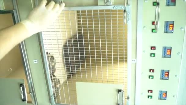 Clinique Vétérinaire Cage Animale Salle Des Animaux Pratique Vétérinaire Moderne — Video