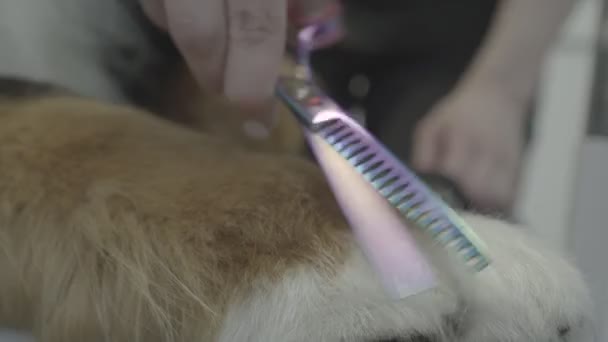 Professional Groomer Groomer Trims Dog Fur Fur Trimming Paw Close — Stock Video