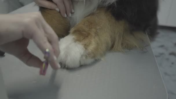 Groomer Profesional Groomer Adalah Perawatan Anjing Cakar Anjing Anjing Besar — Stok Video
